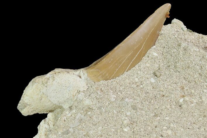 Otodus Shark Tooth Fossil In Rock - Eocene #87029